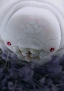 Sekiguchi Faction Upgrades