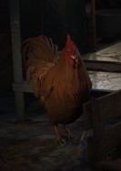Scrappy the Rooster